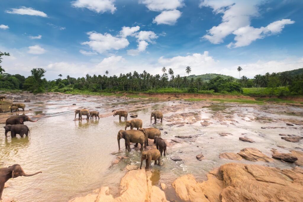 Elephants in wild nature of Sri Lanka