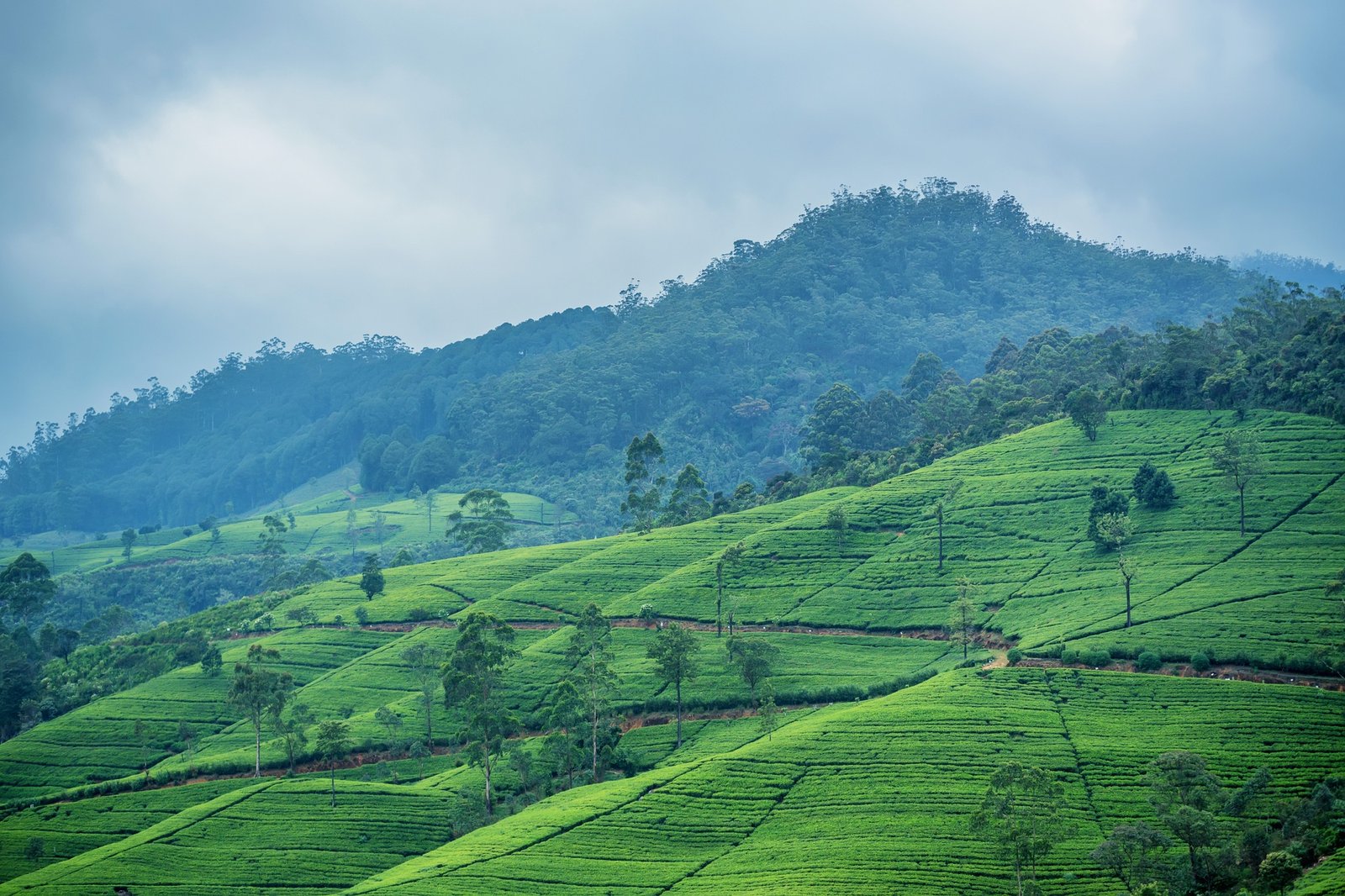 Tea plantation landscape in Sri Lanka